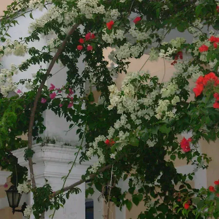 Louisa بوروس